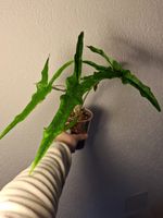 Alocasia Sabrina