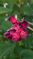 Wüstenrose / Adenium Obesum veredelte Pflanze
