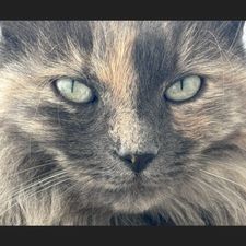 Profile image of Tawi0