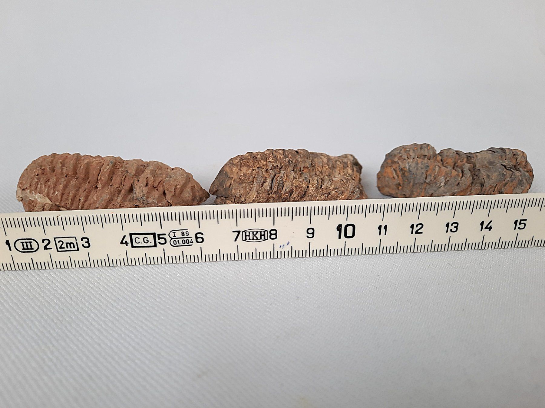 Fossili: 3 Fossile Trilobiten – Usato da Beinwil am See venduto da Restwert_Beinwil 8