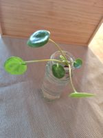 Pilea Peperomioides, Ufopflanze
