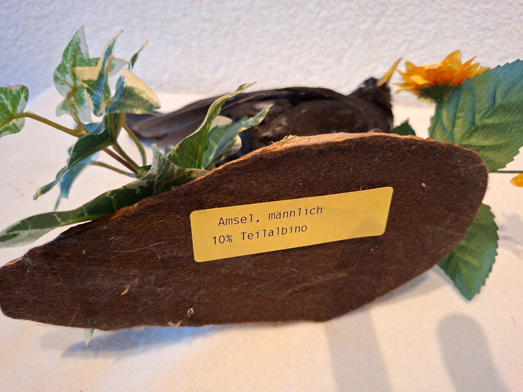 Il mondo degli animali: Amsel mit Nest – Usato da Wünnewil venduto da Boschung1 3