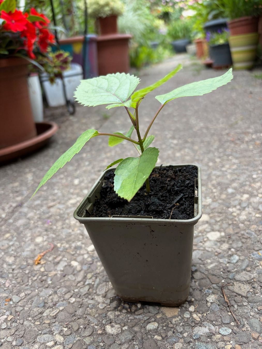 Plantes & graines: Chinesischer Losbaum (Clerodendrum bungei) – D'occasion à Winterthur par Aniger 1