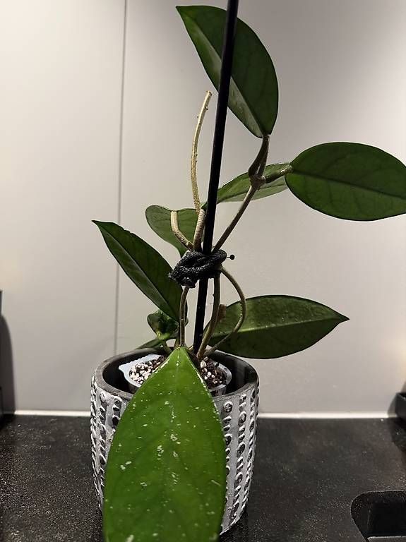 Piante & sementi: Hoya Carnosa 3 pieds – Usato da Spiez venduto da Lunelu 3
