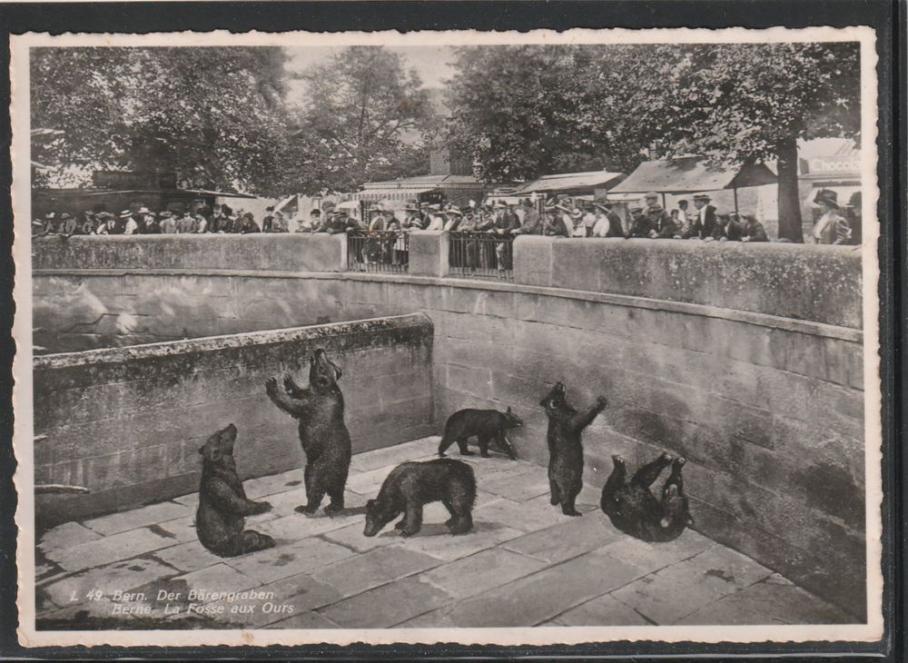 Bern Bärengraben Kaufen auf Ricardo