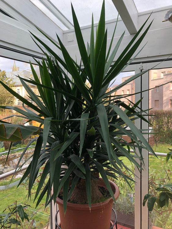 Yucca Pflanze Kaufen auf Ricardo