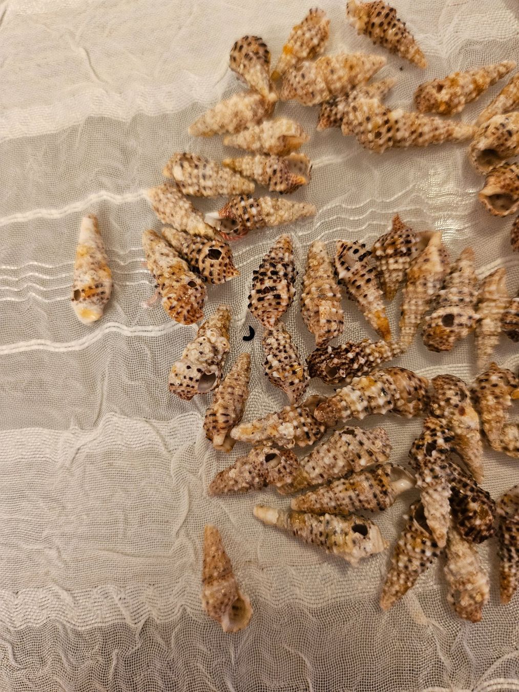 Perle (finte): 66 Stück Muschelperlen – Nuovo (secondo la descrizione) da Dietikon venduto da Eleda 1