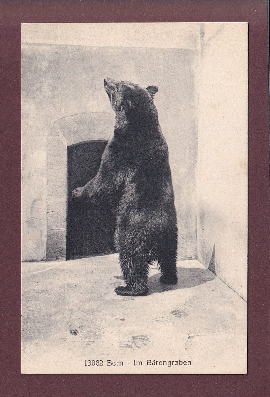 Cartoline postali: BERN - Bärengraben – Usato da Pully venduto da nicecards