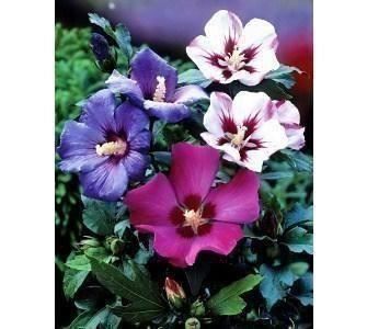 Hibiskus Samen 50 Stk direkt ab Strauch Kaufen auf Ricardo
