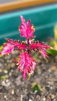 Coleus "Strawberry Feather" 🪶🍓🌿