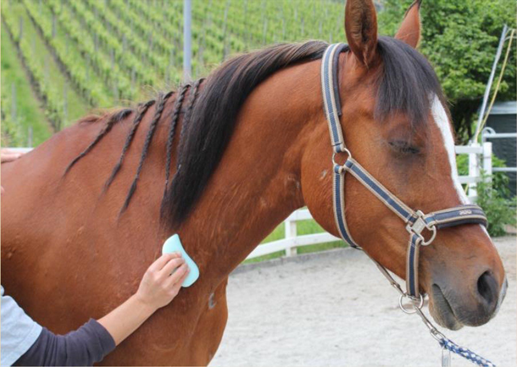 Massagegeräte: Fasciadisc Kit de massage pour chevaux – Gebraucht aus Walchwil von buywithmats 2