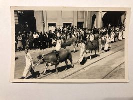 Historische Ansichtskarte Ochsenumzug St. Gallen?