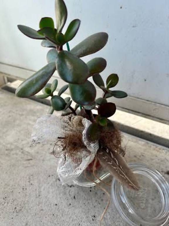Plantes & graines: Glückspflanze im Glas  – Neuf avec emballage d'origine à Frauenfeld par Irene.Schuppli 3