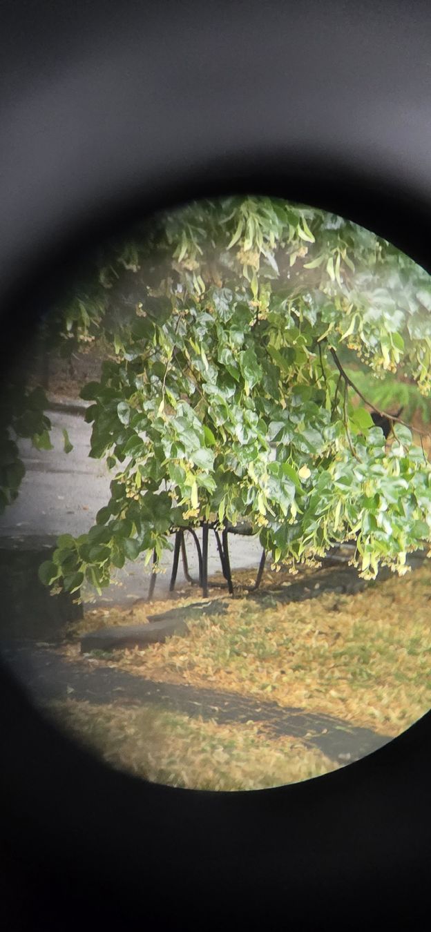 Leica Binocoli: Leitz Trinovid 10x22 C Fernglas – Usato da Bern venduto da Kocholo 7