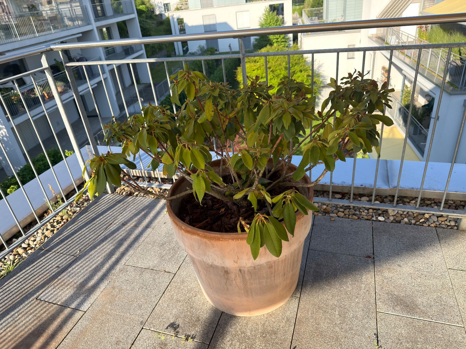 Pflanzen & Samen: Rhododendron Pflanze mit Topf – Gebraucht aus Richterswil von ski_7ffp 3