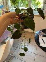 Philodendron scandens micans plante d’intérieur