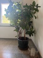 Gummibaum Pflanze im Topf