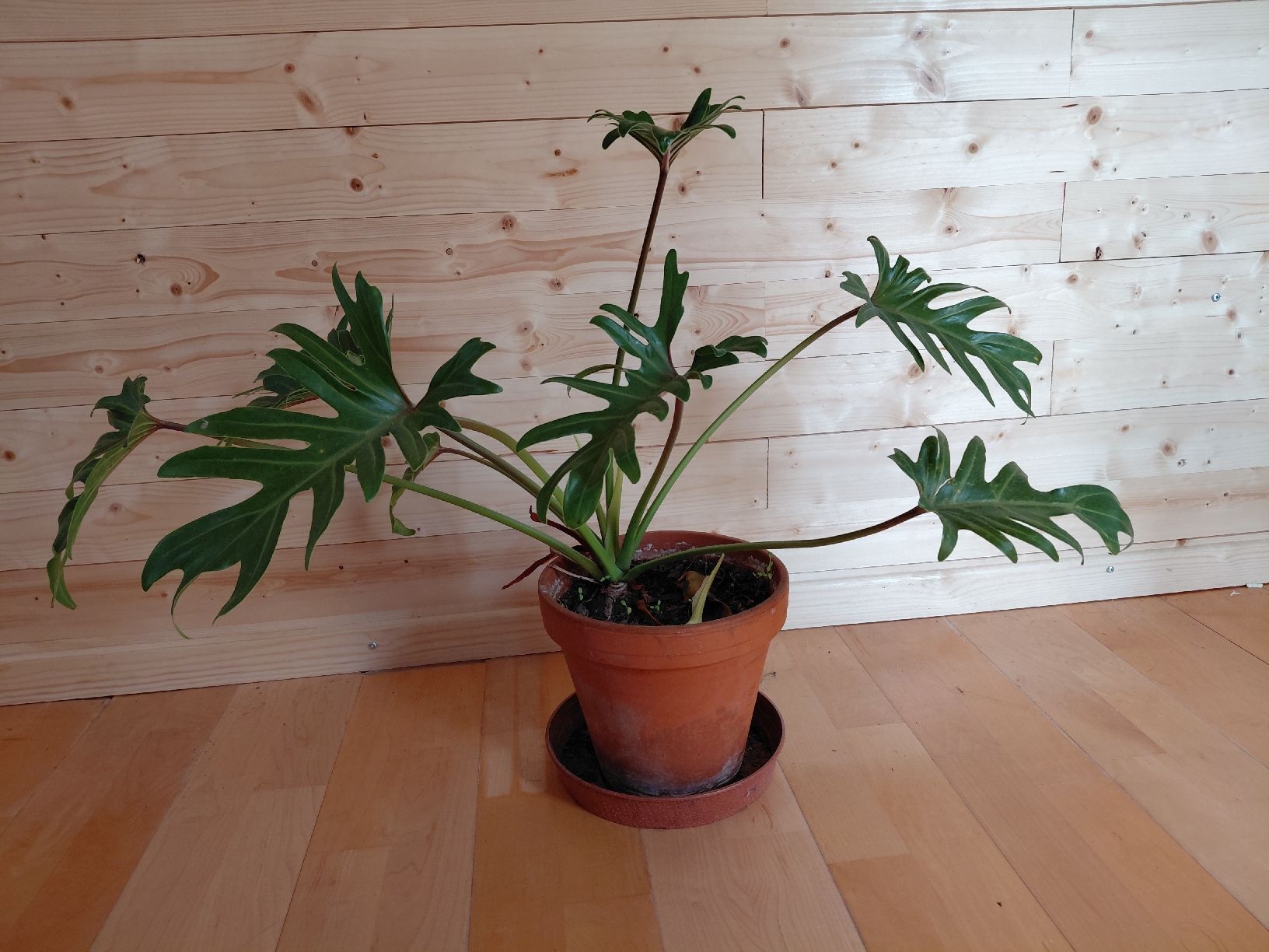 Pflanzen & Samen: philodendron radiatumb – Neu (gemäss Beschreibung) aus Biel/Bienne von myl_r8fx