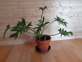 philodendron radiatumb