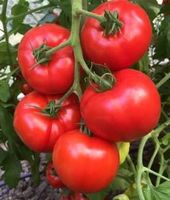 Karla - Buschtomate, Fleischtomate - 15 Samen