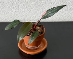 Philodendron Pink Princess, jung, rosa panaschiert