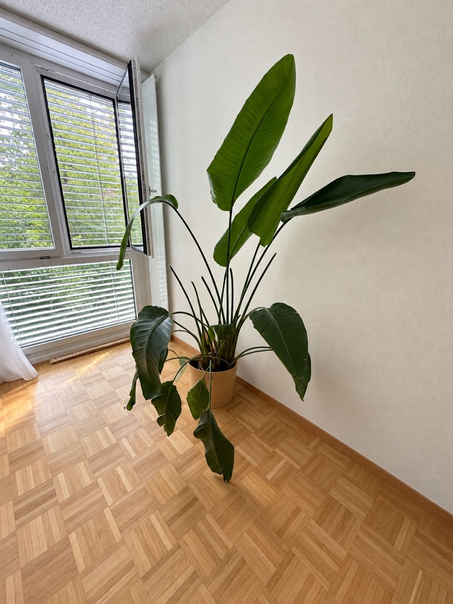 Piante & sementi: Pflanze inkl Topf – Usato da Liestal venduto da Olivia_W