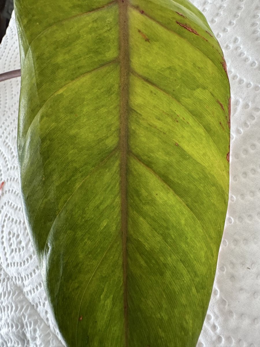 Piante & sementi: Philodendron “Painted Lady” – Nuovo (secondo la descrizione) da Rivera venduto da ale_28z9 1