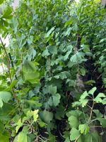 Ginkgo Biloba Baum, frisch aus der Baumschule, Top Zustand!
