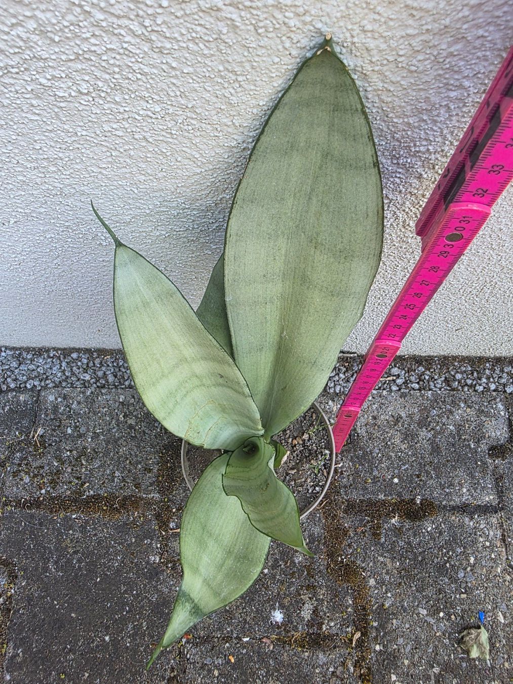 Piante & sementi: Sanseveria "Moonshine" / Sammlersorte Bogenhanf Ableger – Nuovo (secondo la descrizione) da Thalheim venduto da silvara01 1
