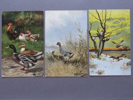 3 ANTIKE ANSICHTSKARTEN VÖGEL, WASSERVÖGEL, ENTEN, HÜHNER