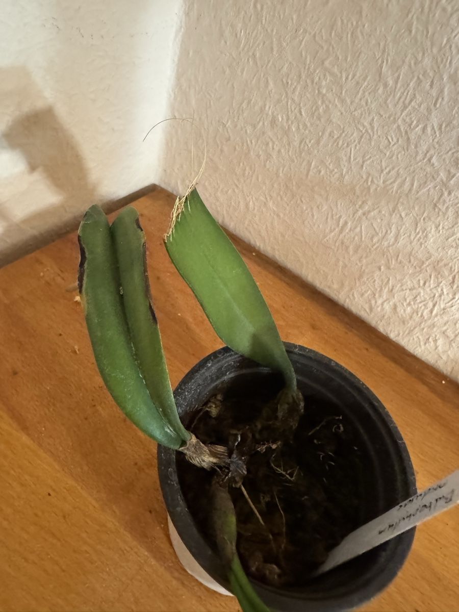 Pflanzen & Samen: Bulbophyllum medusae – Gebraucht aus Männedorf von mrclst 2