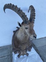 Steinbock