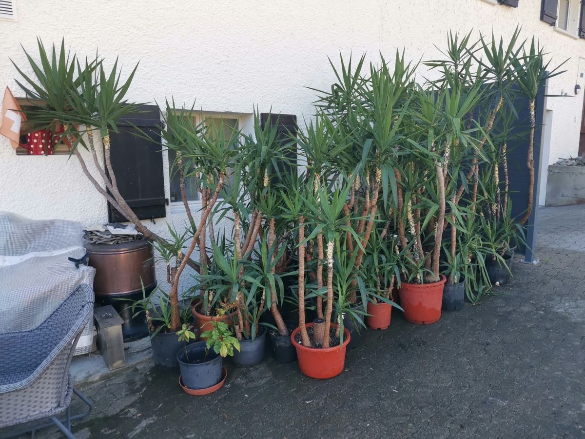 Piante & sementi: Yucca Palmen Sammlung 35 Töpfe.  – Usato da Frauenfeld venduto da Hornusser26