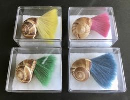 Pinselschnecke 1999 | Adalbert Fässler Jr. (Preis pro Stück)