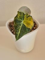 🌿 Alocasia Black Gold 2🌿