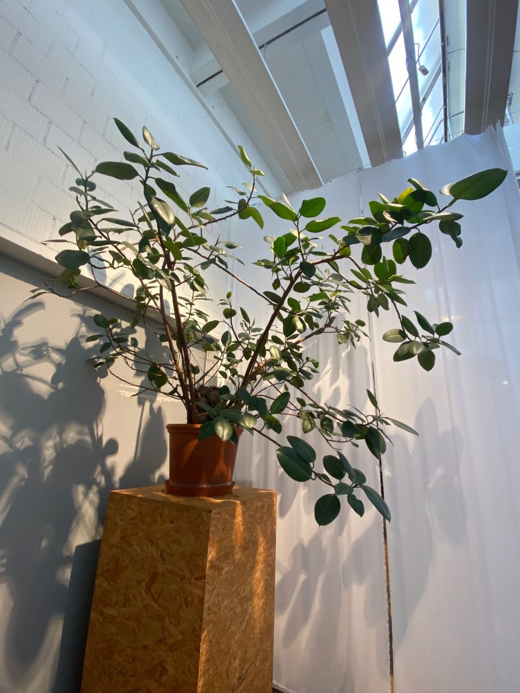 Piante & sementi: Wunderschöner Gummibaum XXL – Nuovo (secondo la descrizione) da Schaffhausen venduto da Casanunda 1