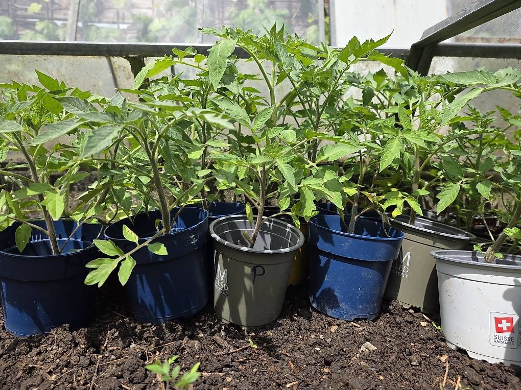 Piante & sementi: Cherry Tomaten Aktion günstig – Usato da Niederuzwil venduto da Naturfleisch