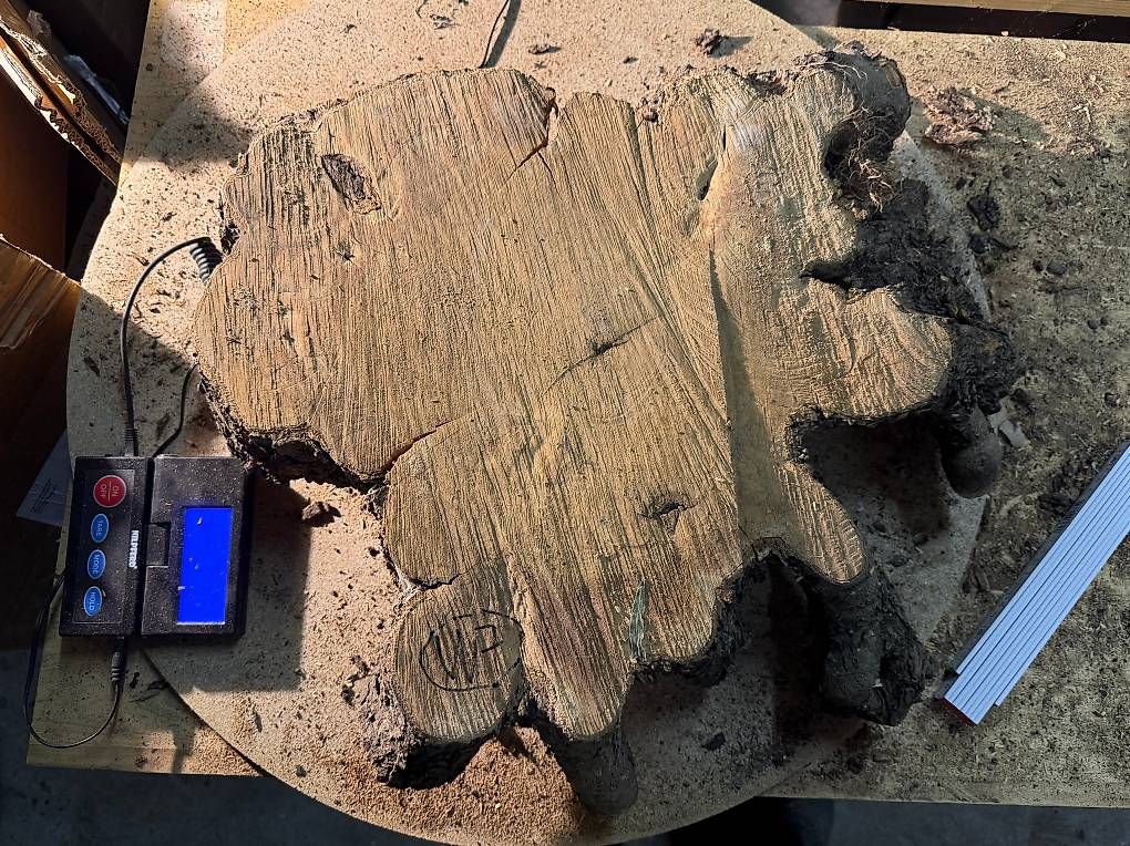 Articoli in legno: Olivenholz Wurzelscheibe W7 – Usato da Buus venduto da macipioji 1