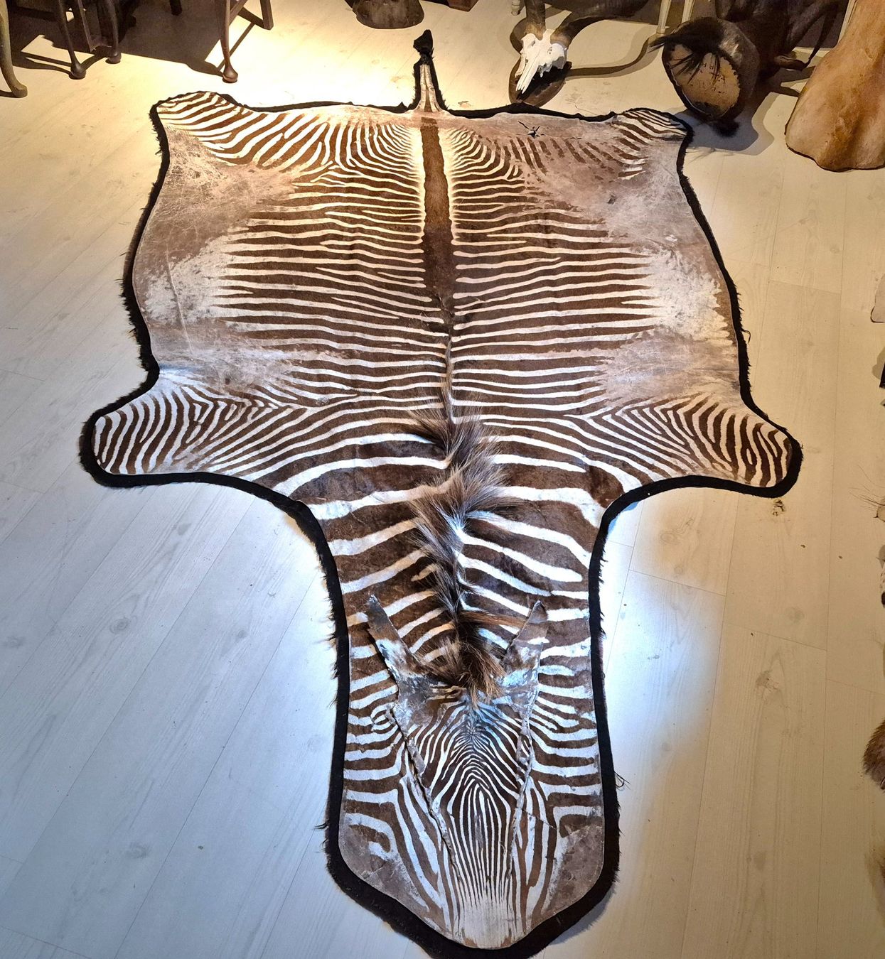 Welt der Tiere: Veritable peau de zebre de Grevy/ Echtes Grevy Zebrafell – Gebraucht aus Treyvaux von Kbh2000 6