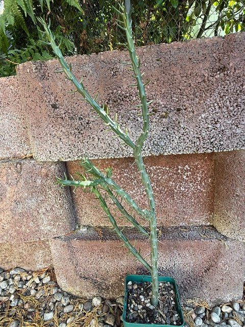 Pflanzen & Samen: Cylindropuntia Denver weiss / Winterhart – Gebraucht aus Therwil von Tigersunne 2