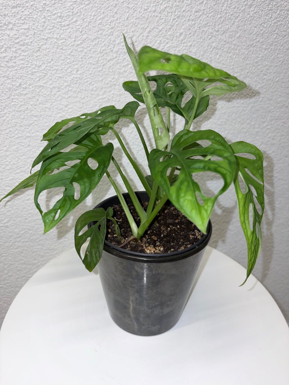Pflanzen & Samen: Monstera 'Monkey Leaf Monstera adansonii & ceramic cache pot – Gebraucht aus Kilchberg ZH von malibubeach 2