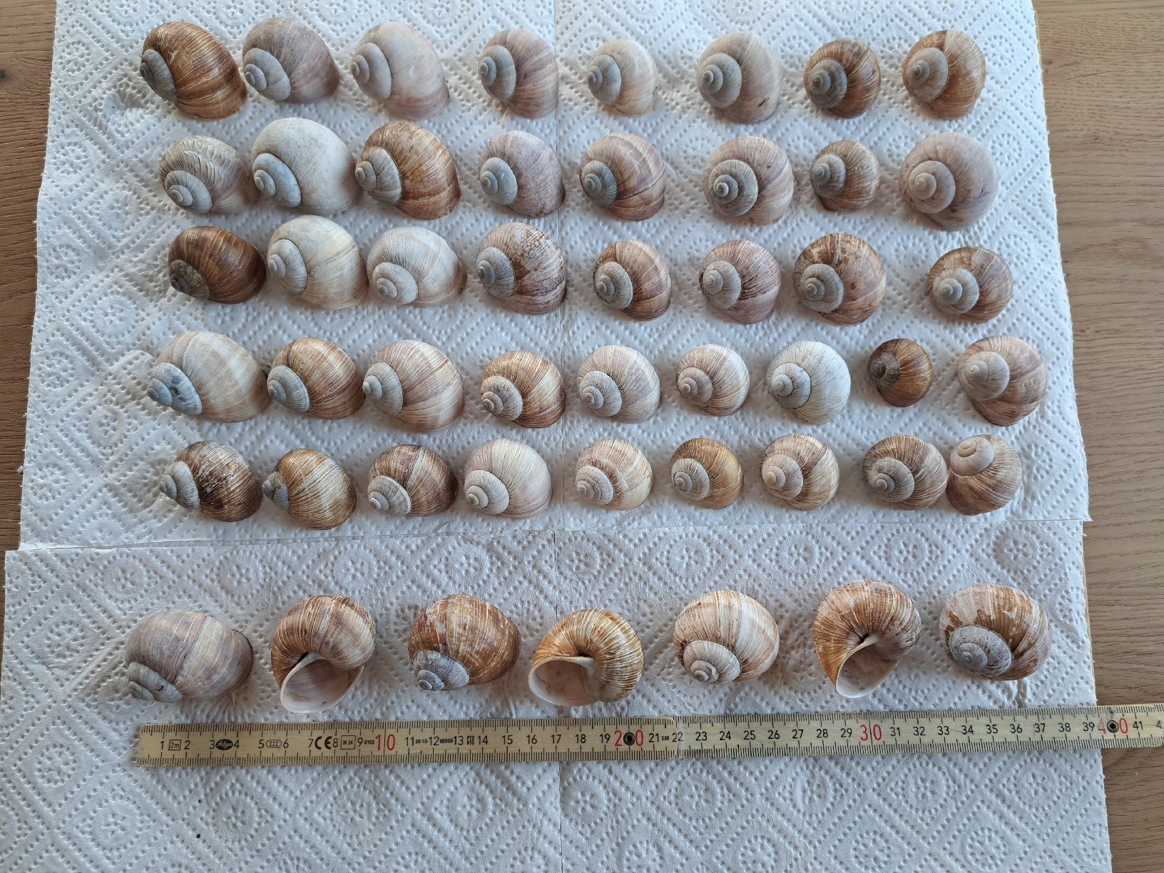 Alle Dekorationen: 50 echte Weinbergschneckenhäuser – Neu (gemäss Beschreibung) aus Ebnat-Kappel von Zurk