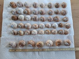 50 echte Weinbergschneckenhäuser