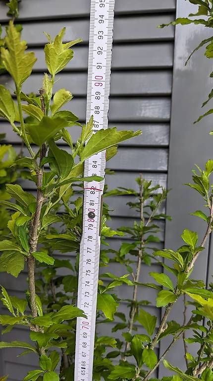 Pflanzen & Samen: Hibiscus – Gebraucht aus Möhlin von chrisscat 2