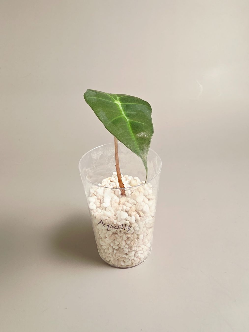 Piante & sementi: Alocasia polly – Nuovo (secondo la descrizione) da Gerolfingen venduto da Azora 1