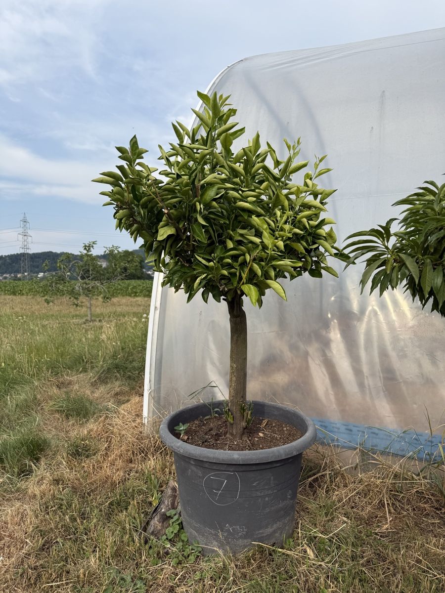 Pflanzen & Samen: Clementine - Baum – Gebraucht aus Kleindöttingen von rennhard67