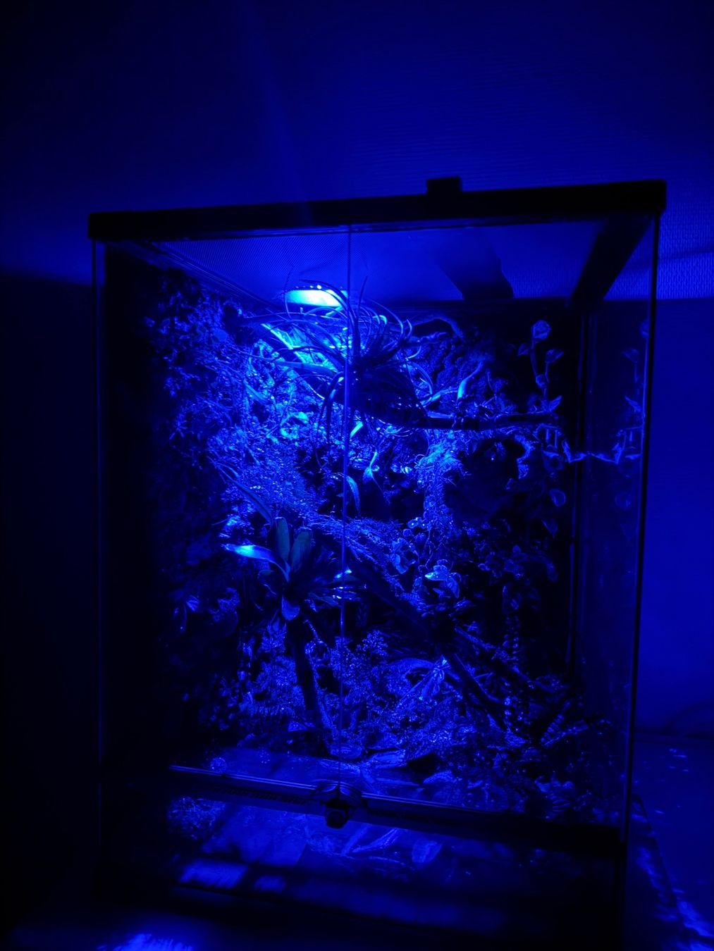 Terrariums: Natural bioactiv terrarium – D'occasion à Schüpfen par 666_mx9v 4