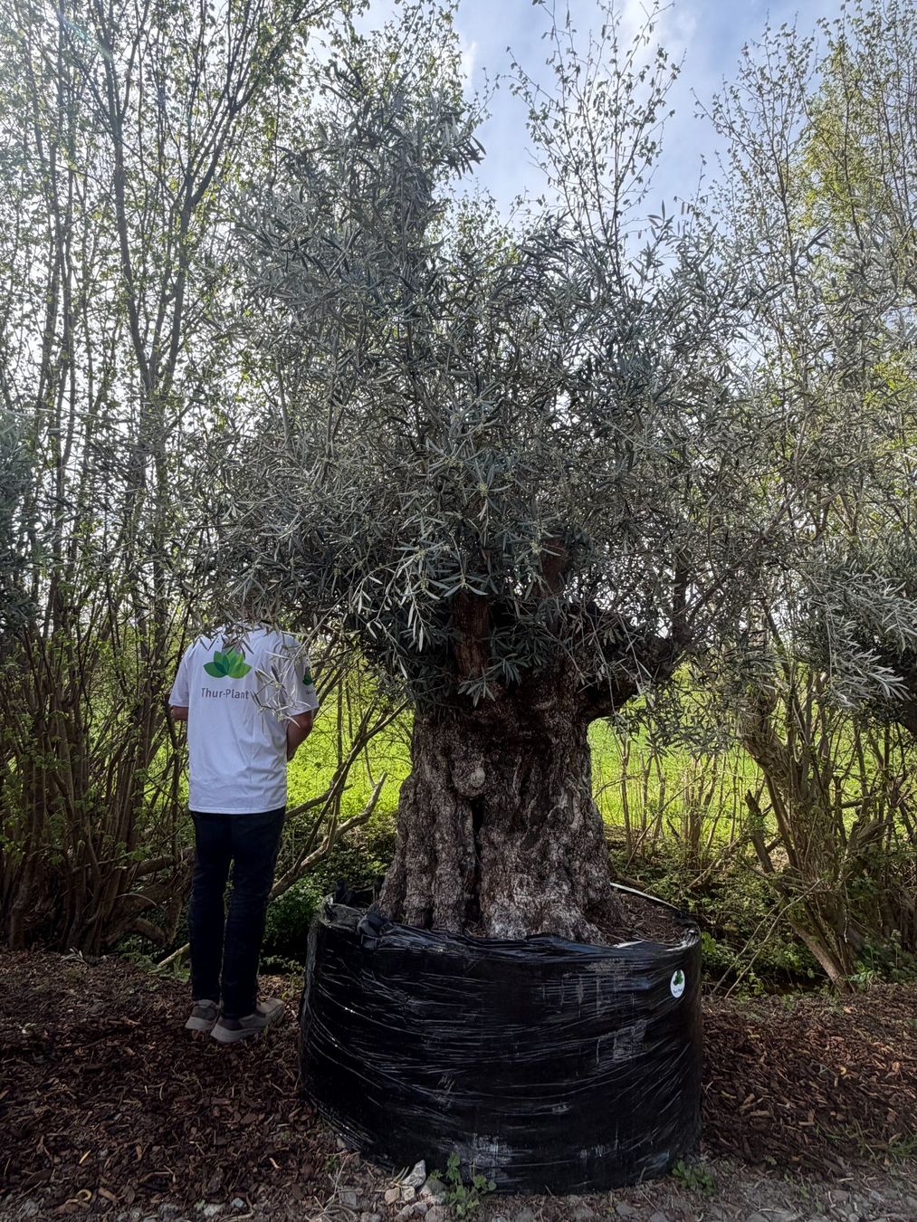 Piante & sementi: Olivenbaum "Olea Europea 20" - Versand möglich – Nuovo (secondo la descrizione) da Zuckenriet venduto da Thur_Plant 3
