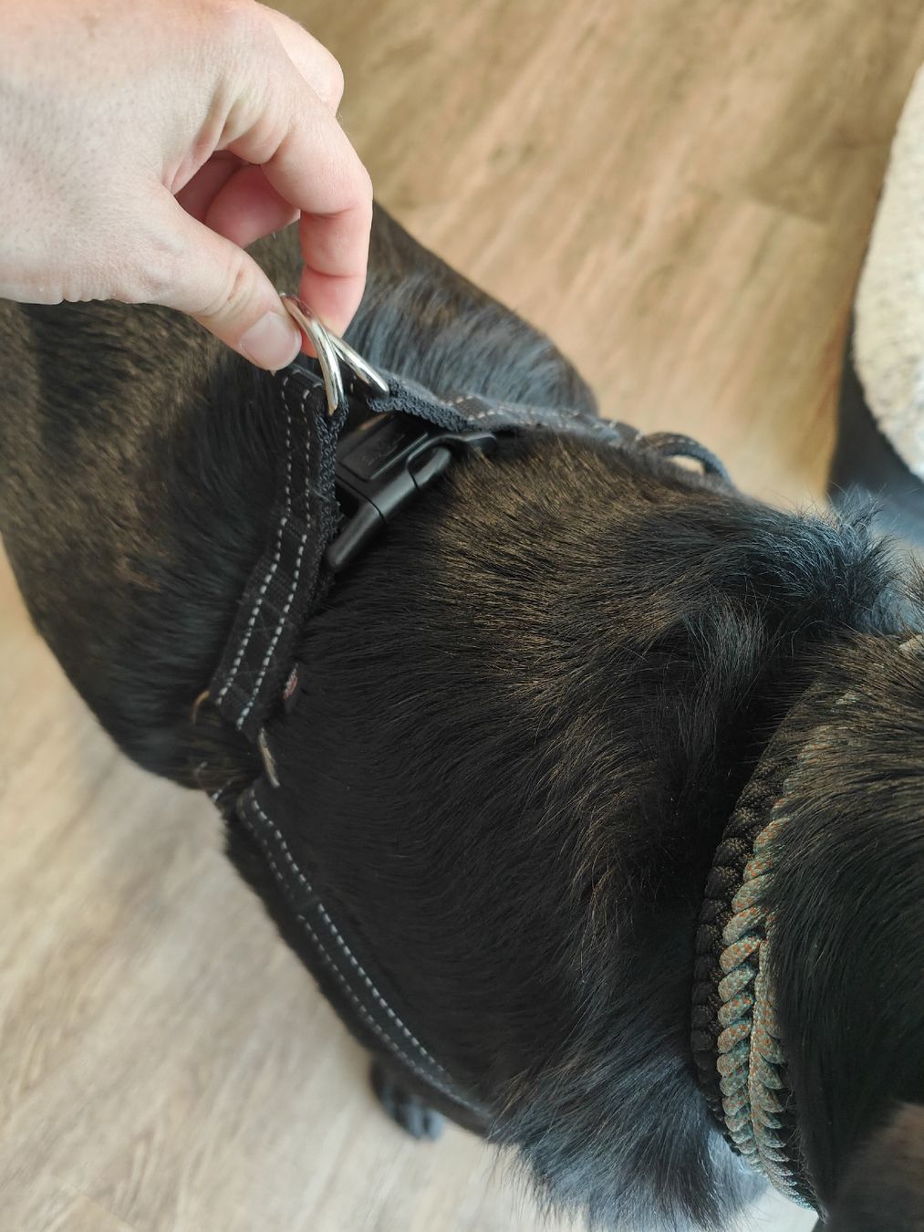 Trixie Leine & Halsband: Hundegeschirr Trixie Gr. M/L – Neu (gemäss Beschreibung) aus Kandergrund von Sam1818 7
