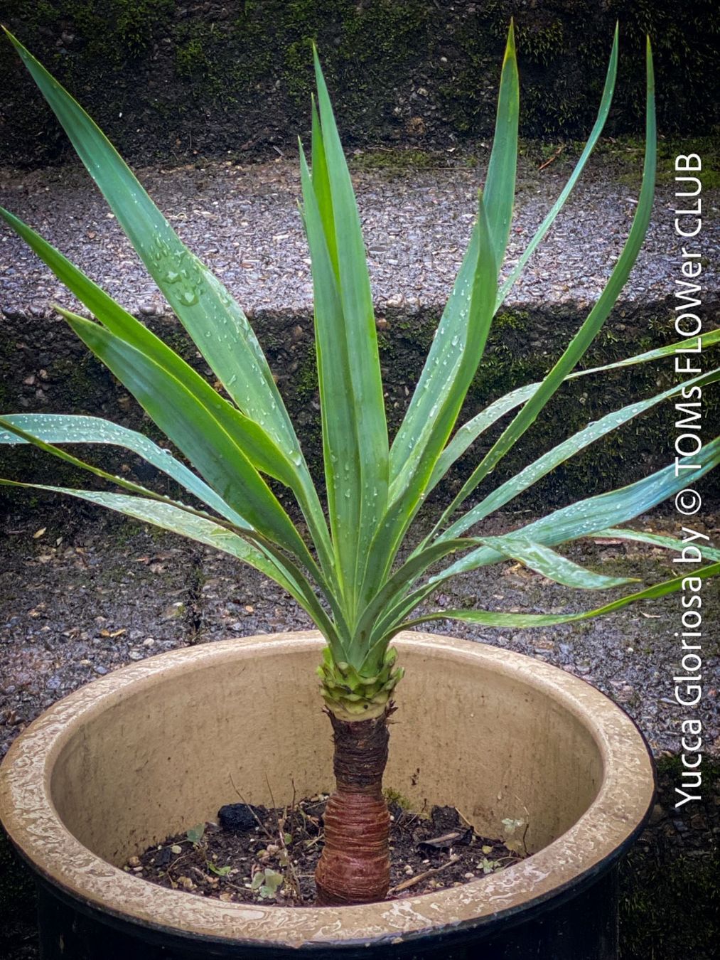 Yucca Gloriosa im Tontopf - Stamm bildend - winterhart (Neu und  originalverpackt) in Adliswil fr CHF 37  nur Abholung auf Ricardo kaufen